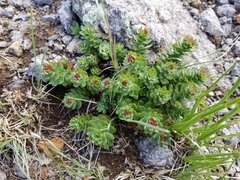 Rhodiola