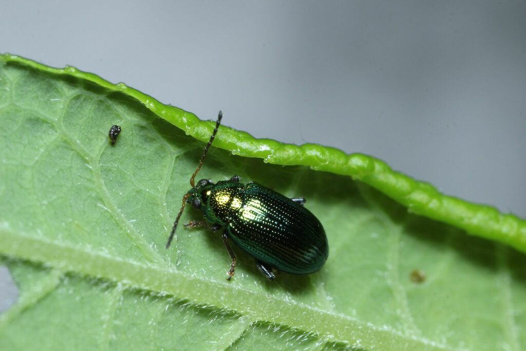 Crepidodera japonica