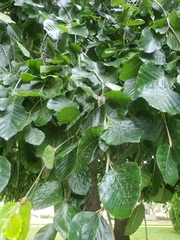 Fagus