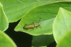 Arthromacra viridissima