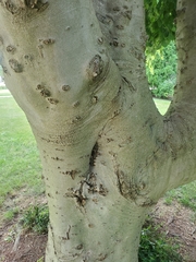 Fagus