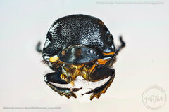 Dichotomius cotopaxi