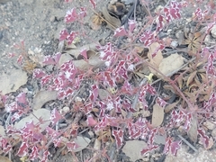 Sidotheca emarginata