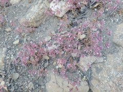 Sidotheca emarginata