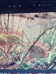Drosera rotundifolia