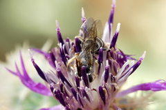 Halictus