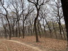 Quercus acutissima
