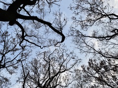 Quercus acutissima