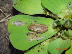 Dendropsophus oliveirai
