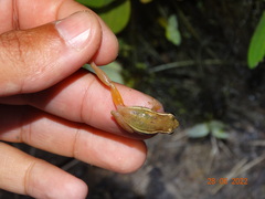 Dendropsophus oliveirai