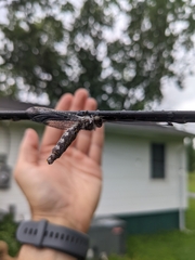 Ululodes quadripunctatus