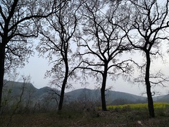 Quercus acutissima