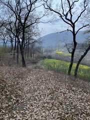Quercus acutissima