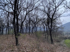 Quercus acutissima