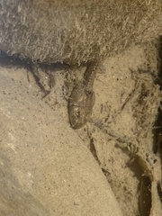 Hyla arenicolor