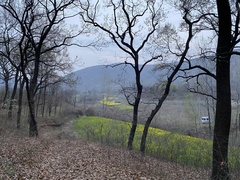 Quercus acutissima
