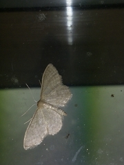 Idaea sylvestraria