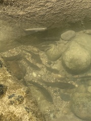 Pantosteus clarkii