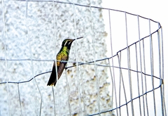 Lampornis clemenciae