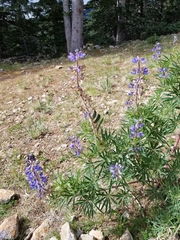 Lupinus sierrae-blancae
