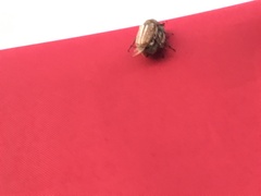 Anoxia australis