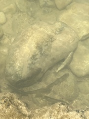 Pantosteus clarkii