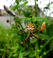 Argiope argentata
