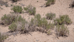 Chrysothamnus viscidiflorus puberulus