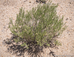 Chrysothamnus viscidiflorus puberulus