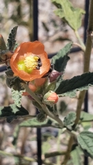 Macroteropsis
