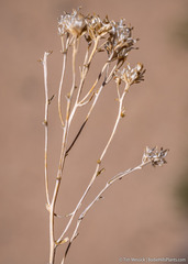 Chrysothamnus viscidiflorus puberulus