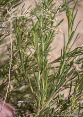 Chrysothamnus viscidiflorus puberulus