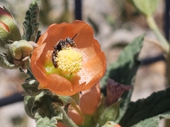 Macroteropsis