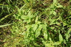 Arthraxon hispidus