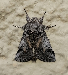 Astiptodonta aonides