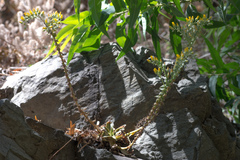 Dudleya cymosa crebrifolia