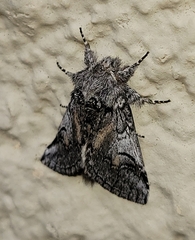 Astiptodonta aonides