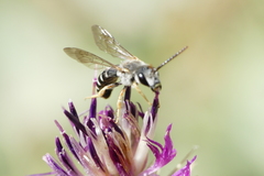 Halictus