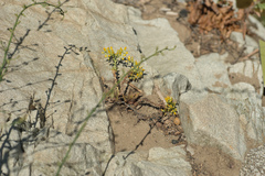 Dudleya cymosa crebrifolia