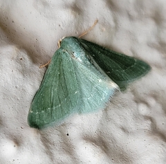 Xerochlora mesotheides