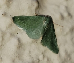 Xerochlora mesotheides