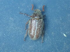 Polyphylla variolosa