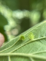 Dasineura crataegibedeguar