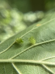 Dasineura crataegibedeguar
