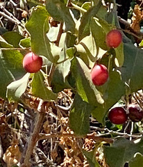 Prunus ilicifolia lyonii