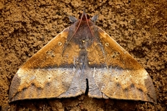 Ischyja manlia
