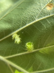 Dasineura crataegibedeguar