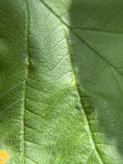 Dasineura crataegibedeguar