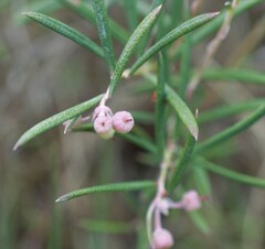 Andromeda polifolia glaucophylla
