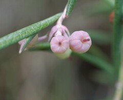 Andromeda polifolia glaucophylla
